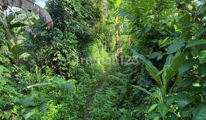 Dijual 1 Bidang Tanah dengan Total Luas 2450 M2 - Badung