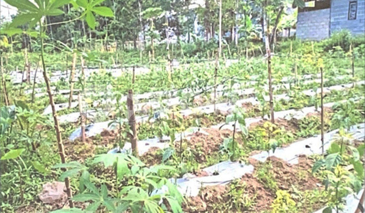 Pitulasan Plot Land, Penggung, Boyolali, Central Java Pitulasan Plot Land, Penggung, Boyolali, Central Java