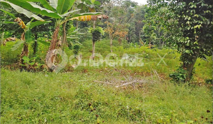 KP. Cipeusing Cibeber Plot of Land, Cianjur, West Java KP. Cipeusing Cibeber Plot of Land, Cianjur, West Java