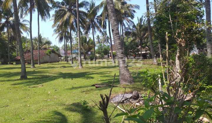 Active Coconut Plantation Land With Sea Access In Jembrana