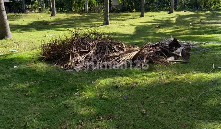 Active Coconut Plantation Land With Sea Access In Jembrana