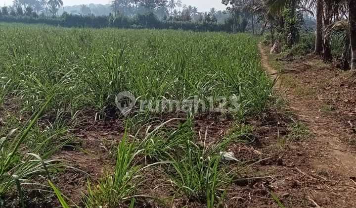 Land in Malang Is Suitable for Agriculture