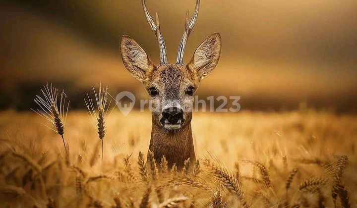 Ready to Occupy, House, 2 Floors, Freehold Certificate, Take Over Possible, 1