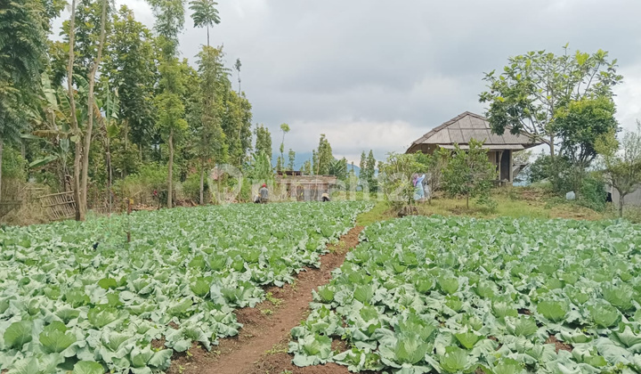 Tanah Datar Luas Siap Bangun, Bonus Bangunan di Ciwidey Bandung Tanah Datar Luas Siap Bangun, Bonus Bangunan di Ciwidey Bandung