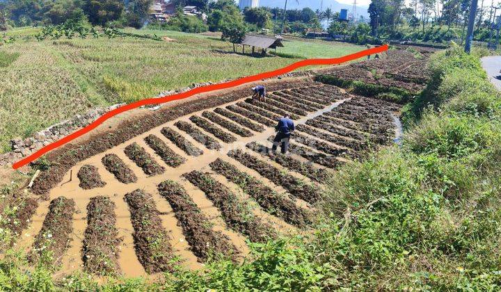 Dijual Tanah Sawah Produktif di Jatinangor 1