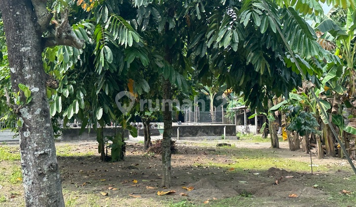 Rumah Joglo Dengan Pemandangan Bukit Dan Sawah Yang Asri Dan Sejuk Di Jogotirto Brebah Jogjakarta 2