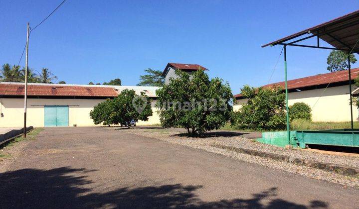 Lampung Tegineneng, Pabrik Pengolahan Lahan Tanam 11 Hektar 1