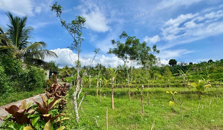 350 SQM LAND SURROUNDED BY NATURE, CLOSE TO LOVINA & SINGARAJA 350 SQM LAND SURROUNDED BY NATURE, CLOSE TO LOVINA & SINGARAJA