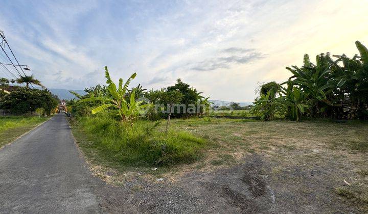 RARE LAND  IN CENTRAL LOVINA JUST 100 METERS FROM THE BEACH 1