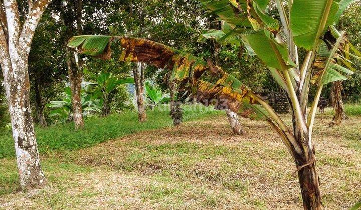 CHEAP LAND FOR SALE IN BUSUNGBIU 2