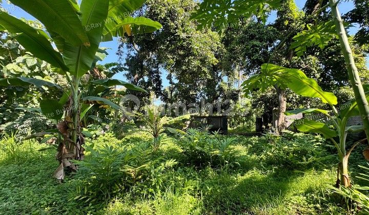 PEACEFUL TROPICAL LAND NEAR LOVINA CENTRAL