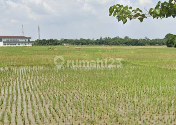 Cheap Land 300 Hectares in Rangkas Bitung Area Cheap Land 300 Hectares in Rangkas Bitung Area