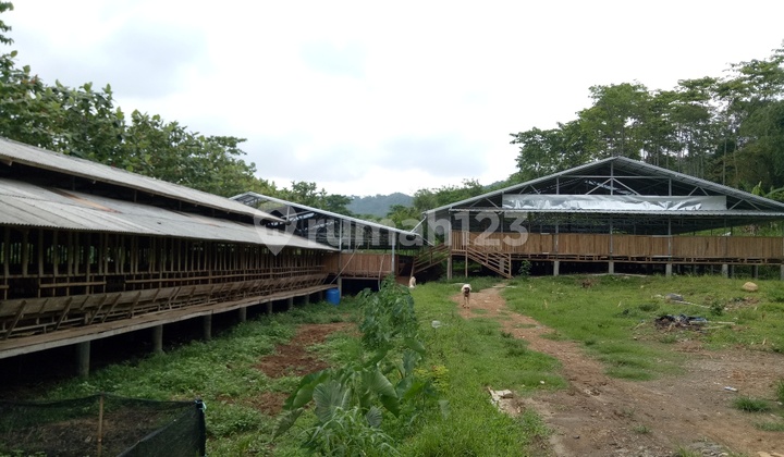 Tanjungsari Livestock Land, Bogor Regency