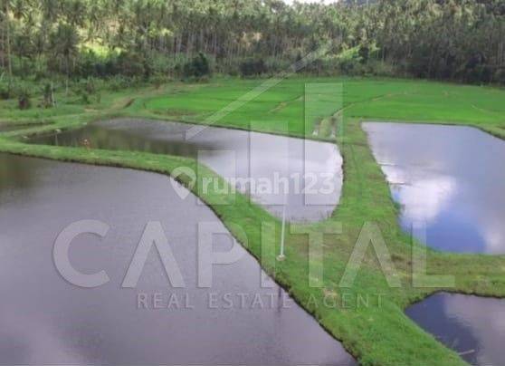 Murah.. Jual Cepat .. Tanah Dengan View Terbaik Gunung Klabat di Desa Pinilih, Dimembe, Sulawesi Utara 3