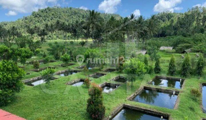 Murah.. Jual Cepat .. Tanah Dengan View Terbaik Gunung Klabat di Desa Pinilih, Dimembe, Sulawesi Utara 2