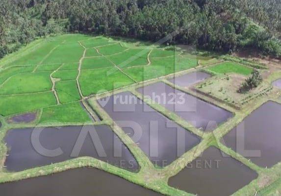 Murah.. Jual Cepat .. Tanah Dengan View Terbaik Gunung Klabat di Desa Pinilih, Dimembe, Sulawesi Utara 4