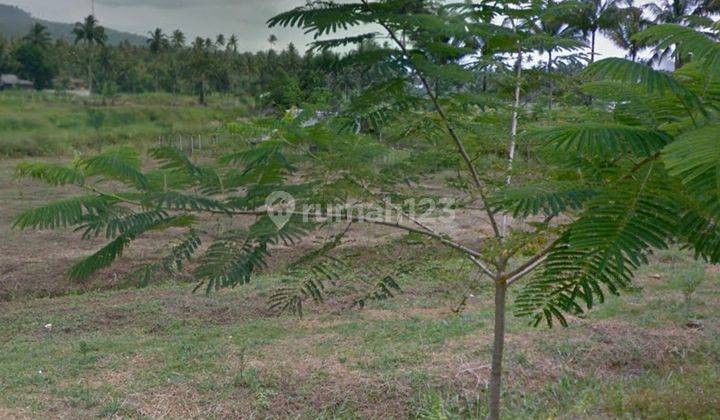 Murah.. Jual Cepat .. Tanah Dengan View Terbaik Gunung Klabat di Desa Pinilih, Dimembe, Sulawesi Utara 6