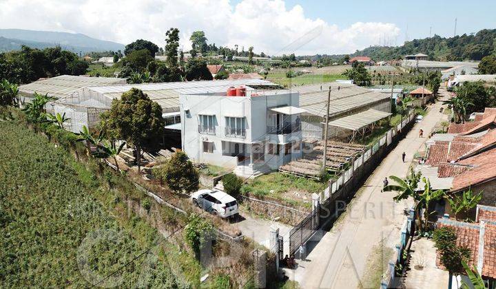 Villa Dan Kebun Mawar di Cisarua Lembang Bandung Barat 1