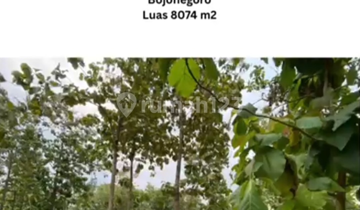 Land on the Edge of Wonosari Main Road, Besah Village, Kasiman, Bojonegoro Land on the Edge of Wonosari Main Road, Besah Village, Kasiman, Bojonegoro