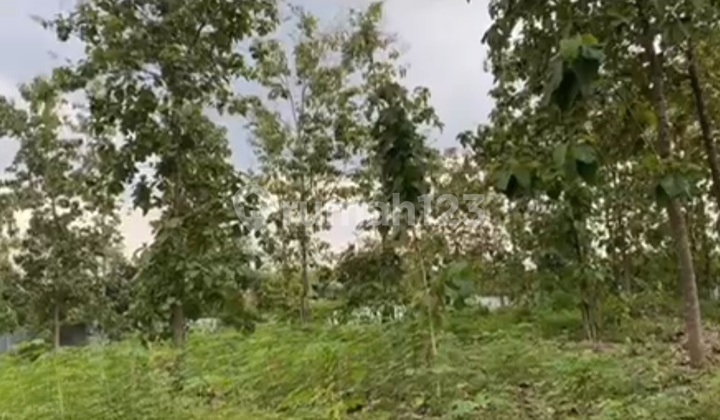 Land on the Edge of Wonosari Main Road, Besah Village, Kasiman, Bojonegoro Land on the Edge of Wonosari Main Road, Besah Village, Kasiman, Bojonegoro