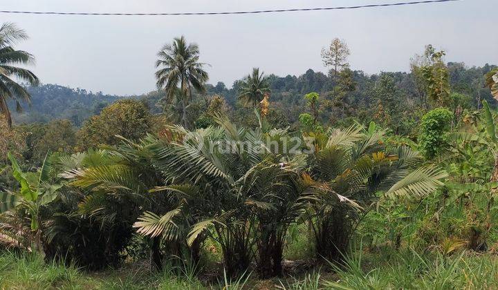 Tanah Kebun Produktif  2