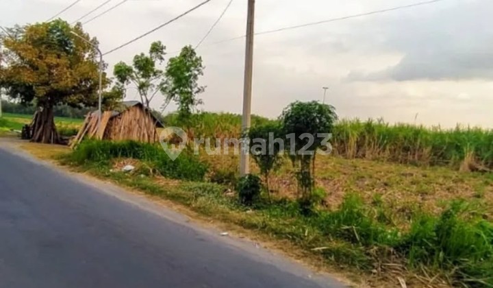 Agricultural Land Near Jombang Terminal Agricultural Land Near Jombang Terminal