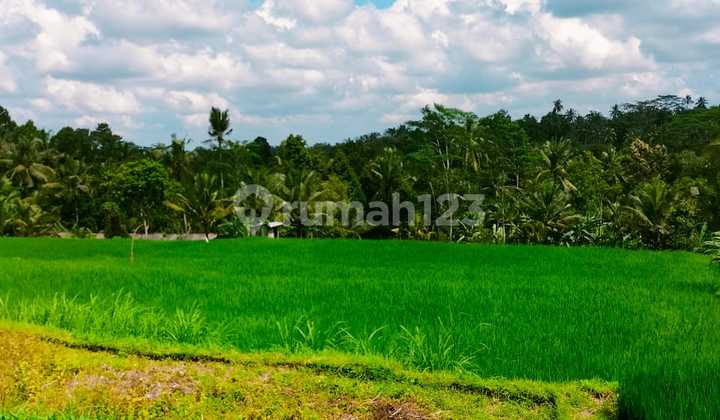 Tanah 16 Are View Sawah Cocok untuk Villa di Ubud Ajk