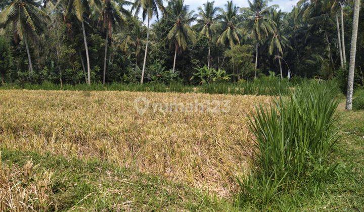 Dijual Tanah View Sawah Lokasi Abiansemal 1