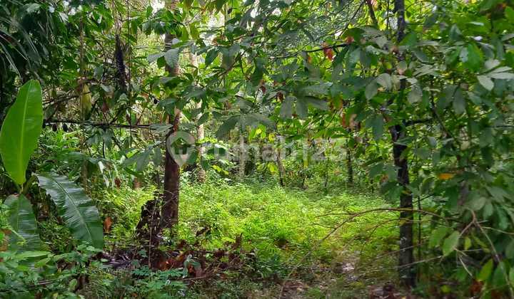 Murah Tanah Cocok untuk Investasi Dekat Pantai Ipp