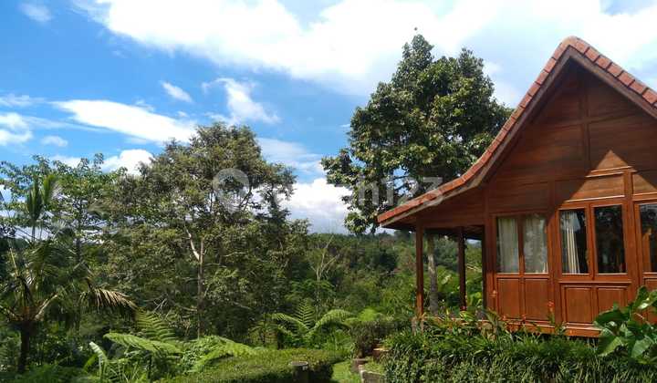 Dijual Villa Konsep Rumah Kayu View Jungle Di Payangan Ajk