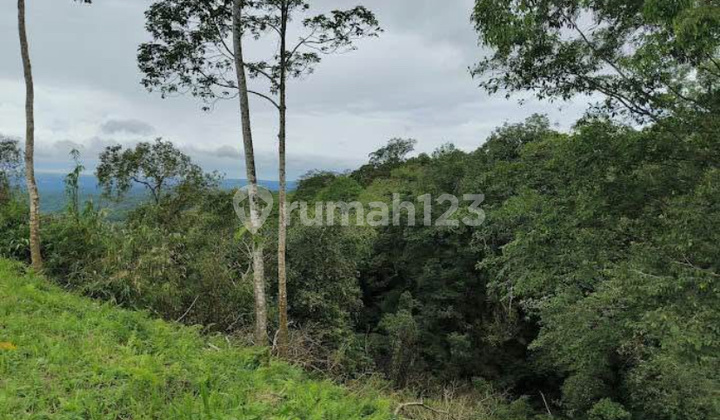 Dijual Tanah 10 Are Murah Bonus Bibit Durian Dan Cabin