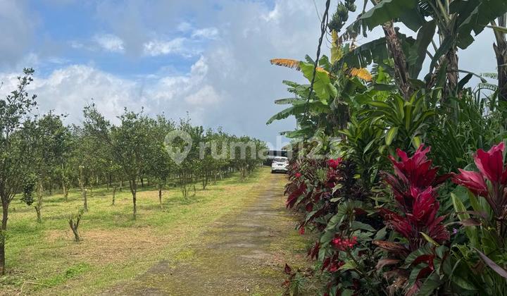 Dijual Tanah 3.5 Hektar View Sungai Dan Gunung Di Petang Ajk Dijual Tanah 3.5 Hektar View Sungai Dan Gunung Di Petang Ajk