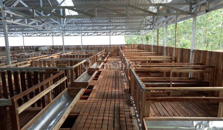 Disewakan Kandang Domba di Tanjungsari Cariu Bogor 1