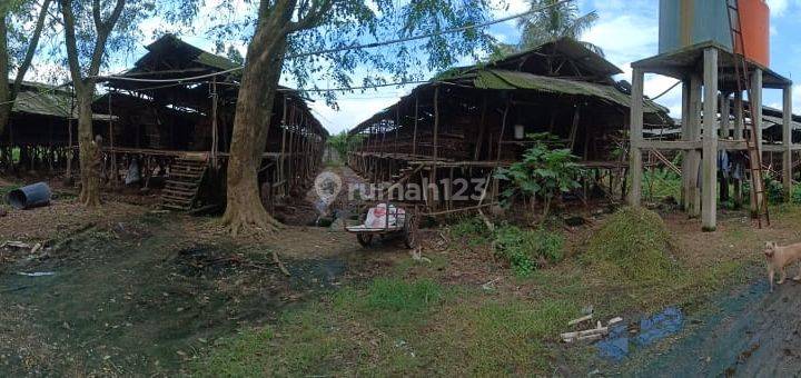 Di Jual Tanah Peternakan Ayam Petelur 2