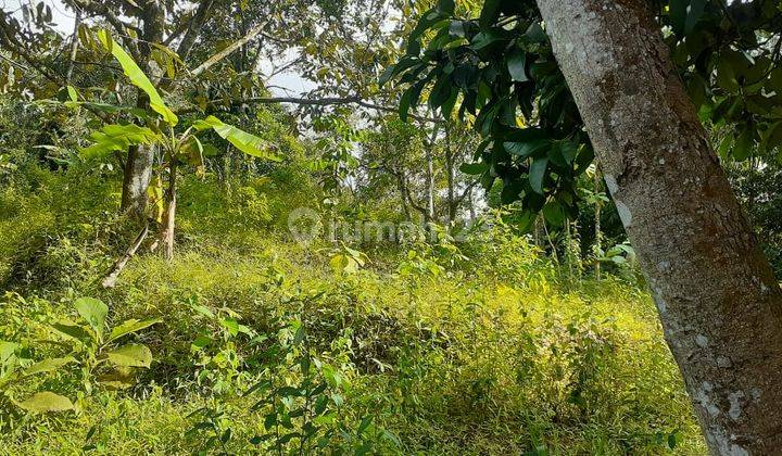 Tanah Kavlin Siap Bangun di Kebun Jasinga Bogor  1