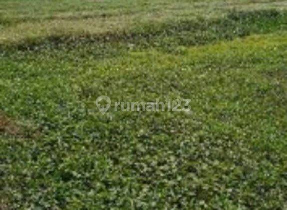 Tanah di Sawah Kampung Pisangan Sepatan Tangerang Strategis 2