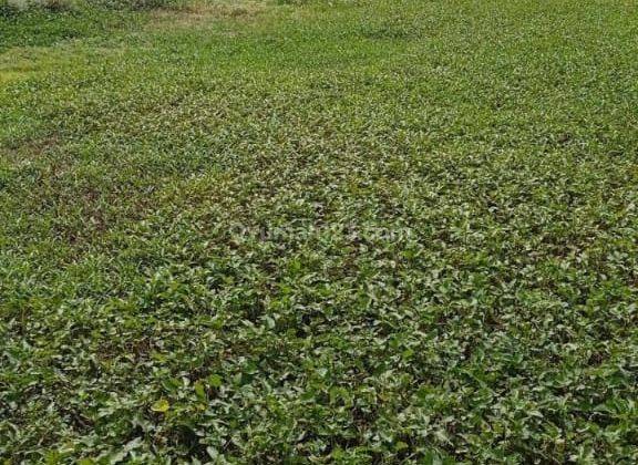 Tanah di Sawah Kampung Pisangan Sepatan Tangerang Strategis 1