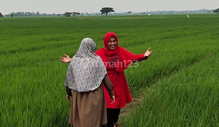 kavling di jual berbentuk sawah yang masih beroperasional 1