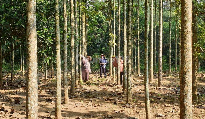 Dijual Tanah Daerah Parung Panjang Bogor Jawa Barat 1