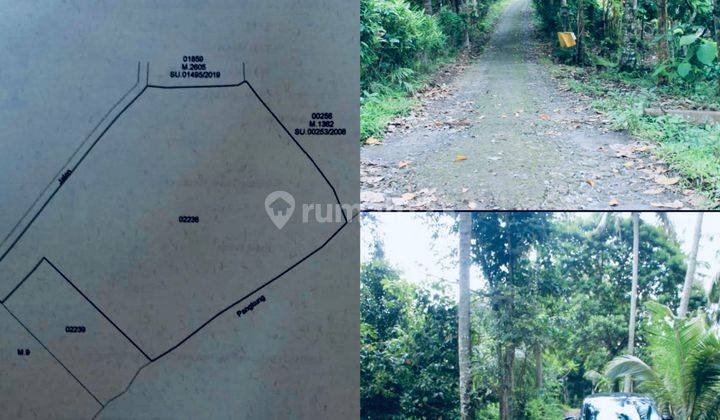 Jual Cepat Tanah Perkebunan 80,6 Are Kerambitan Tabanan Bali 1
