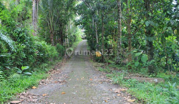 Jual Cepat Tanah Perkebunan 80,6 Are Kerambitan Tabanan Bali 3