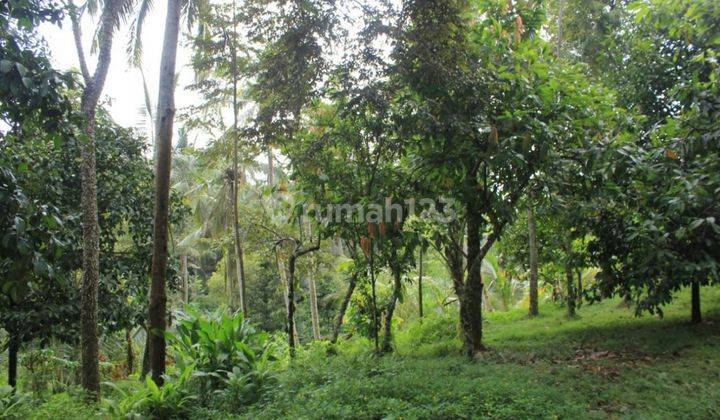 Jual Cepat Tanah Perkebunan 80,6 Are Kerambitan Tabanan Bali 4