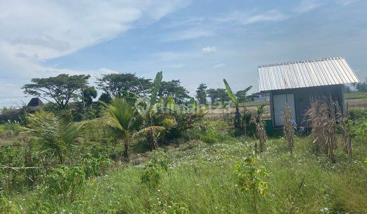 Freehold Land For Sale 3 Are Or 300m2 Munggu Seseh Badung 4