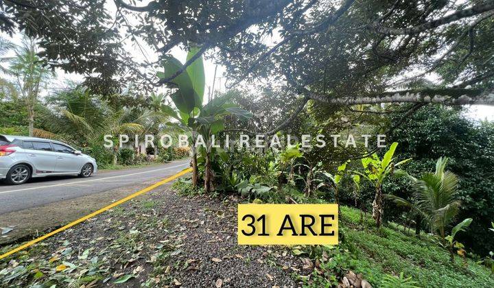 For sale cheap freehold land covering an area of 31 acres in Tabanan 1