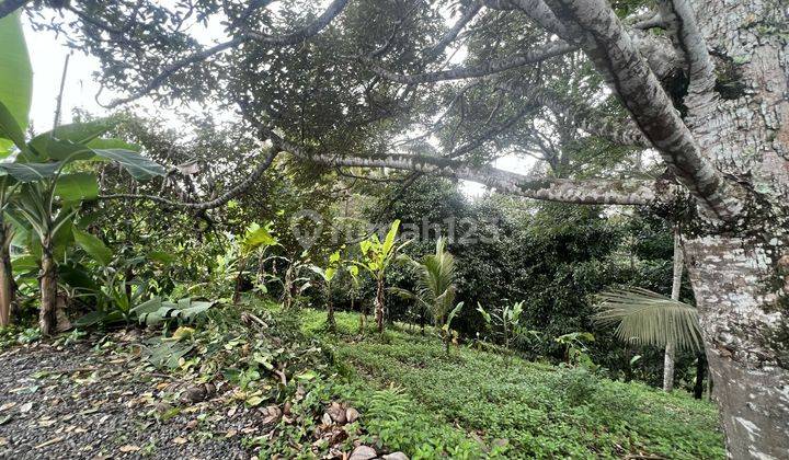 For sale cheap freehold land covering an area of 31 acres in Tabanan 2