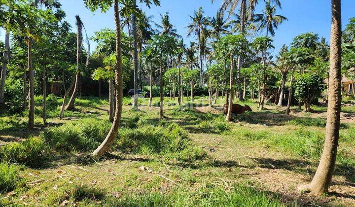 Land near Saba beach, Gianyar 2