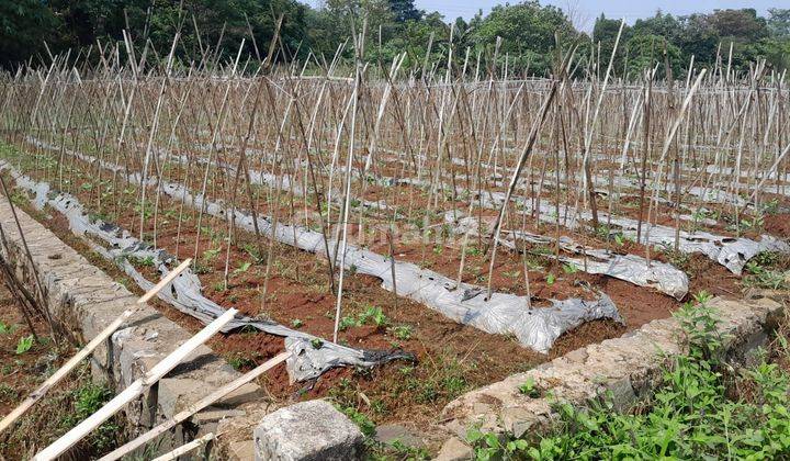 Tanah Kaving Larangan Utara Dalam Perumahan 1