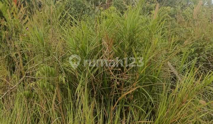 Tanah Murah Sangatta Kutai Utara Cocok Untuk Perhotelan, Kawasan Bisnis Perumahan Bisa Ambil Minim 30 Hektar 