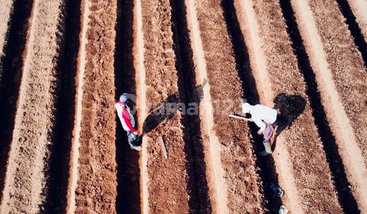 Good Tourist Spot Lembang Farm Need Quick Good Tourist Spot Lembang Farm Need Quick