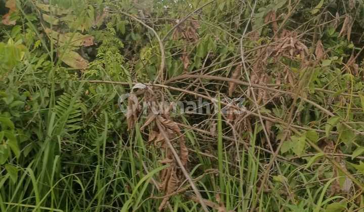 Tanah Murah Sangatta Kutai Utara Cocok Untuk Perhotelan, Kawasan Bisnis Perumahan Bisa Ambil Minim 30 Hektar 